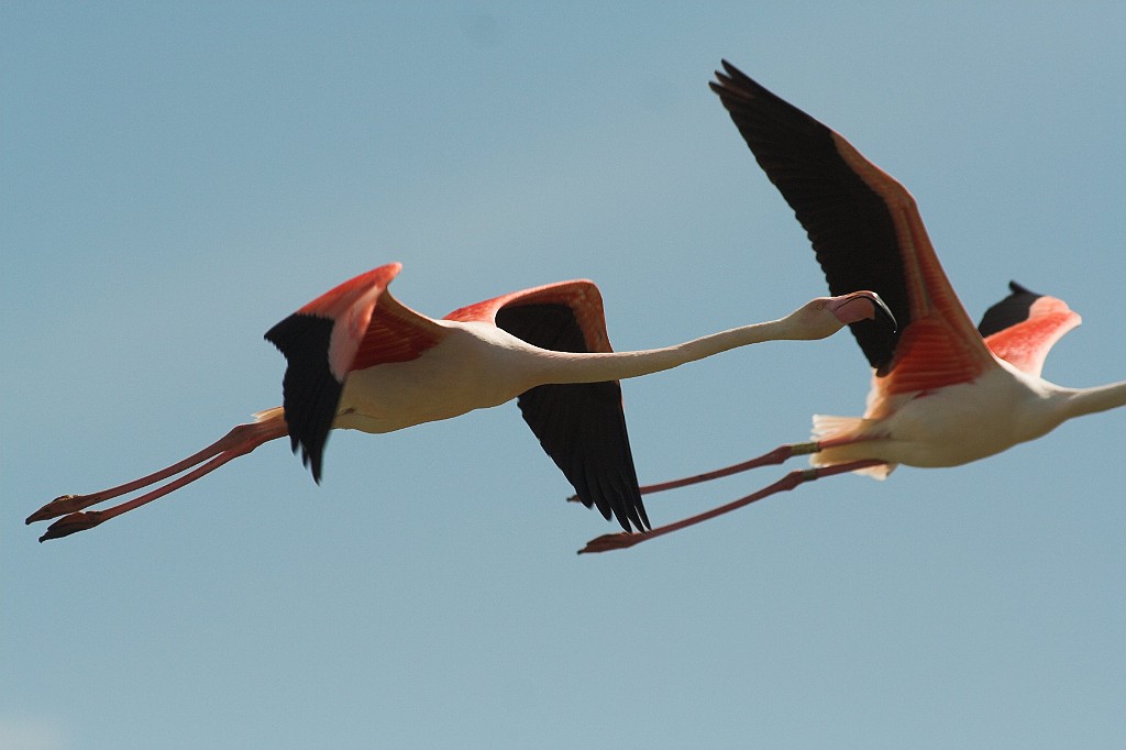 Fliegende Flamingos Camargue, Frankreich.jpg - Fliegende Flamingos im Vogelpark  Parc Ornithologique de Pont de Gau  Frankreich.Aufgenommen mit einem alten Canon FD 300 / 2.8 L mit modifiziertem 1.4x Konverter auf die Canon EOS